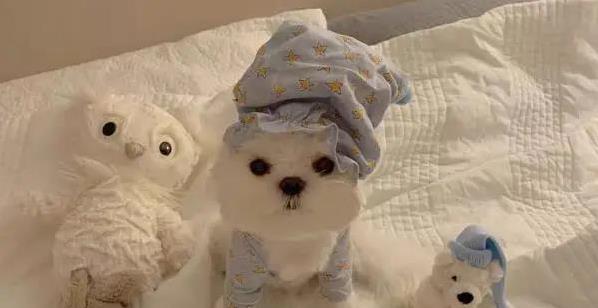 启灯网 毛茸茸小家伙黏人又会跳舞，养只玛尔济斯犬幸福翻倍？